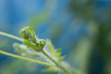Green shoots of wild flower when spring time. The photo is suitable to use for nature background, botanical content media and nature poster.