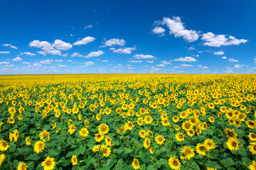 Sunflower field with cloudy blue sky