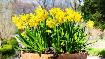 Daffodils in a terracotta pot close-up with copy space. The first daffodils stand in a flowerpot on...