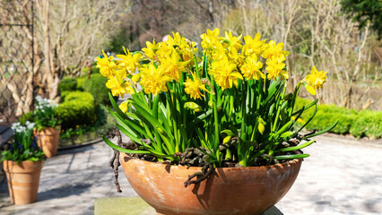 Fototapeta na wymiar Narcissus flowers stand in a ceramic pot in the yard of a beautiful garden. Daffodils in a terracotta pot close up photo with copy space. The first spring yellow flowers in a beautiful ceramic bowl.