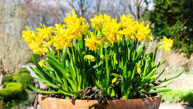 Daffodils in a terracotta pot close-up with copy space. The first daffodils stand in a flowerpot on the street on a sunny day. Yellow flowers in a beautiful landscaped garden.