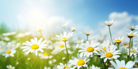  Beautiful blurred spring floral nature with blooming glade of daisies on sunny day generated by AI.