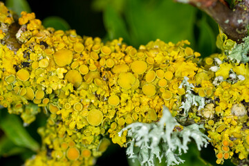 Yellow lichen, Cushion Xanthoria, growing on a hawthorn, with Evernia SPP