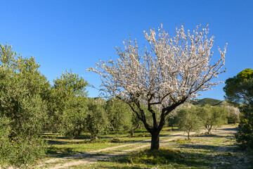 Fototapeta premium Blossoming almond trees on a green meadow in springtime