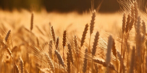 Obraz premium Spikes of ripe wheat in sun, Ears of golden wheat in beautiful cereals field in nature generated by AI