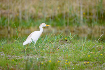 A Western Cattle Egret walking on a meadow