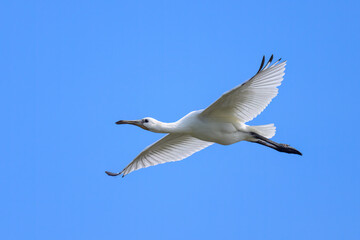 A flying spoonbill on a sunny day in summer
