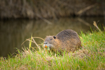 A nutria walking near water and looking for food