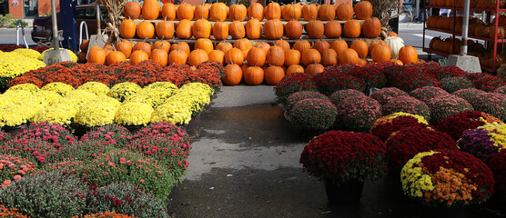Chrysanthemums in a market, Montreal, Quebec, Canada