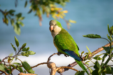 Monk parakeet. Myiopsitta monachus, the Quaker parrot. Green tropical parrot bird at golden hour sunset.  In the wild with the surf of the Atlantic Ocean in the background. Fuerteventura, Spain. 