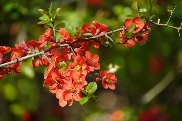 Obraz premium Chaenomeles (Chaenomeles x superb) is a genus of four species of deciduous spiny shrubs, usually 1–3 m tall, in the family Rosaceae. Hanover, Germany.