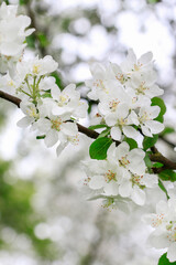 Obraz premium Apple blossom in the garden. Spring flowers on tree.