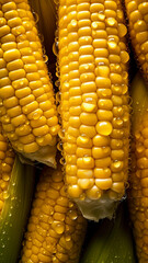 Fresh Corn background, adorned with glistening droplets of water, top down view.