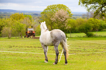 Pretty dapple grey horse stands watching tractor harrowing  it’s field kept away from danger by electric fencing, dividing the field into sections.