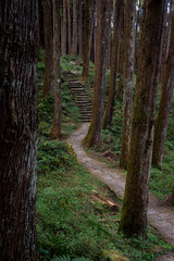 Trail in Alishan, Taiwan