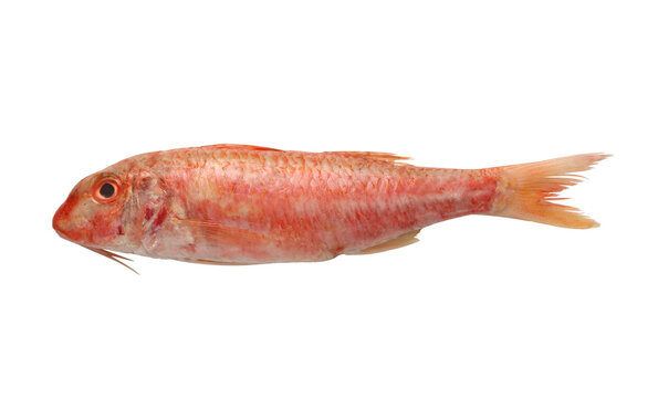 red mullet fish, isolated on white background