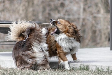 Selective focus shot of the two dogs playing with each other outdoors