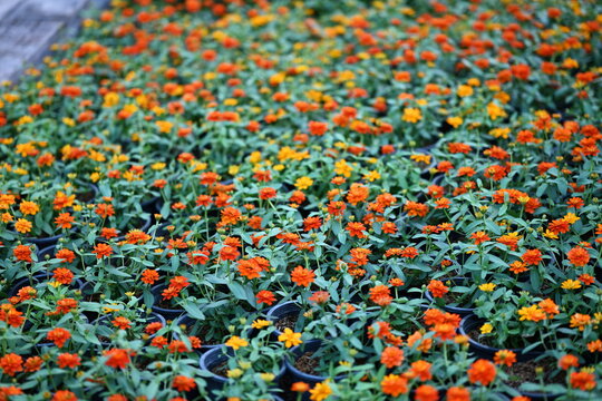 Zinnia with bright orange and dark yellow flowers planted in a black pot. Scientific name: Zinnia violacea Cav. is a herbaceous plant with hairy youth and Old Age. It is a popular ornamental flowe
