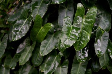 Philodendron Burle marxii leaves background