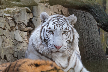 White tiger, blue eyes, bleached tiger