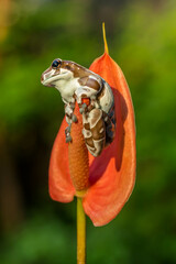 The Mission golden-eyed tree frog or Amazon milk frog (Trachycephalus resinifictrix) is a large species of arboreal frog native to the Amazon Rainforest