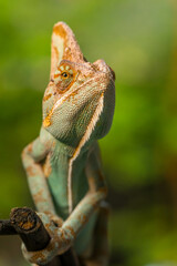 The veiled chameleon (Chamaeleo calyptratus) is a species of chameleon (family Chamaeleonidae) native to the Arabian Peninsula in Yemen and Saudi Arabia