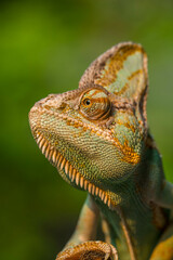 The veiled chameleon (Chamaeleo calyptratus) is a species of chameleon (family Chamaeleonidae) native to the Arabian Peninsula in Yemen and Saudi Arabia