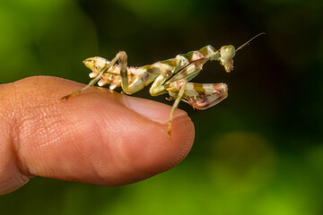 Pseudocreobotra ocellata, known as the African flower mantis or with other species as the spiny...