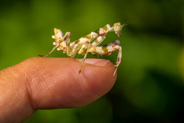 Pseudocreobotra ocellata, known as the African flower mantis or with other species as the spiny...