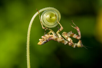 Pseudocreobotra ocellata, known as the African flower mantis or with other species as the spiny...