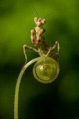 Pseudocreobotra ocellata, known as the African flower mantis or with other species as the spiny flower mantis, is a flower mantis native to Africa