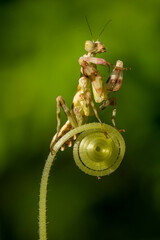 Pseudocreobotra ocellata, known as the African flower mantis or with other species as the spiny flower mantis, is a flower mantis native to Africa