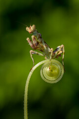 Pseudocreobotra ocellata, known as the African flower mantis or with other species as the spiny flower mantis, is a flower mantis native to Africa