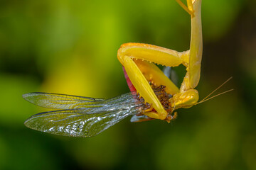 Hierodula is a genus of praying mantis in the tribe Hierodulini, found throughout Asia. Many species are referred to by the common name giant Asian mantis 