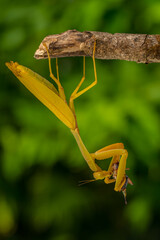 Hierodula is a genus of praying mantis in the tribe Hierodulini, found throughout Asia. Many species are referred to by the common name giant Asian mantis 