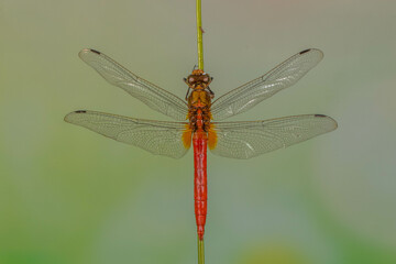 A dragonfly is a flying insect belonging to the infraorder Anisoptera below the order Odonata
