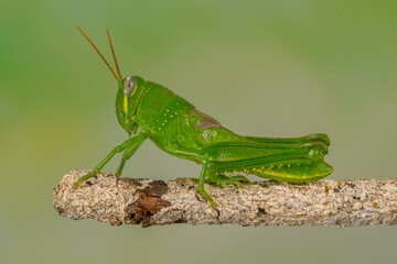Grasshoppers are insects with long, powerful back legs which they use for jumping. They generally live in dry habitats, such as fields, gardens and meadows