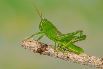 Grasshoppers are insects with long, powerful back legs which they use for jumping. They generally live in dry habitats, such as fields, gardens and meadows