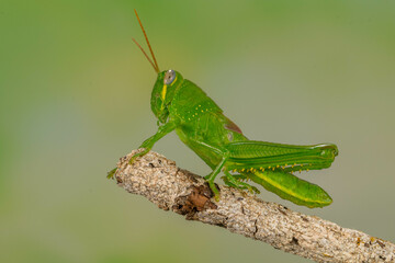 Grasshoppers are insects with long, powerful back legs which they use for jumping. They generally live in dry habitats, such as fields, gardens and meadows