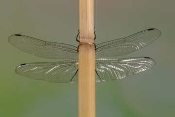 A dragonfly is a flying insect belonging to the infraorder Anisoptera below the order Odonata
