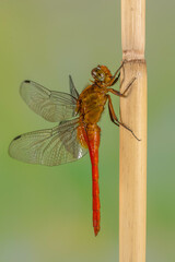 A dragonfly is a flying insect belonging to the infraorder Anisoptera below the order Odonata