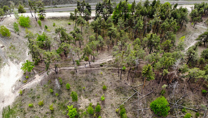 Fototapeta na wymiar Green forest from above