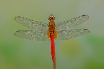 A dragonfly is a flying insect belonging to the infraorder Anisoptera below the order Odonata