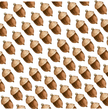  dry seeds of squirrel food. watercolor illustration of dried acorns.