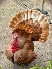 Brown turkey in the zoo