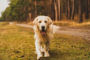 White golden retriever on a forest road.