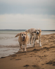 White young golden retriever and old labrador on the sandy beach.