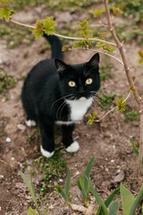 beautiful black cat with big eyes