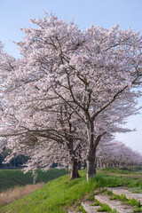 Fototapeta premium 桜のある風景