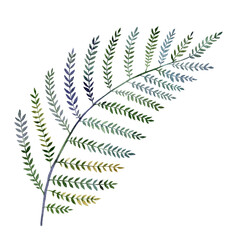 Fern leaf watercolor illustration, fern clipart